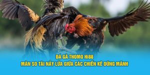 Đá Gà Thomo Hi88 - So Tài Đỉnh Cao Giữa Các Chiến Kê