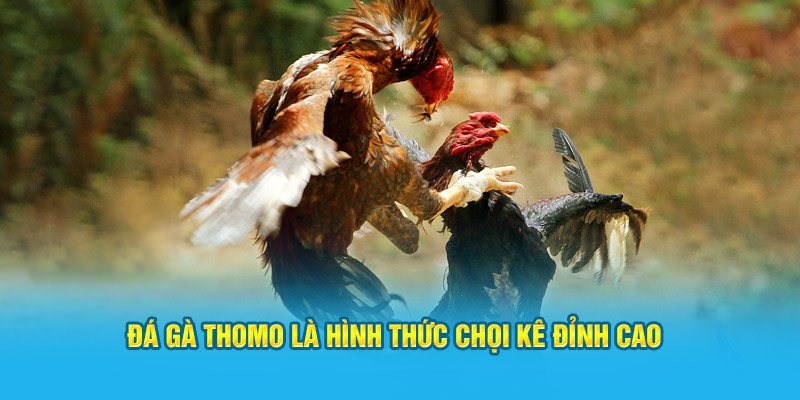 Đá gà thomo là hình thức chọi kê đỉnh cao