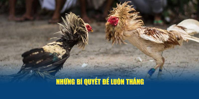 Những bí quyết để luôn thắng